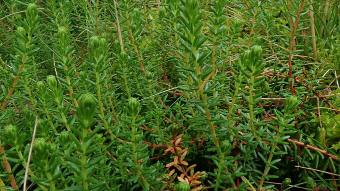 Crowberry is a dwarf shrub with evergreen rolled leaves. Sand heaths with this species on inland dunes are only rarely found in Lower Saxony.