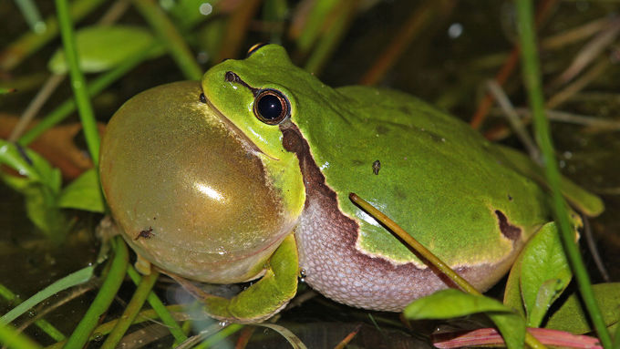 Atlantic Sandscapes – European Tree Frog