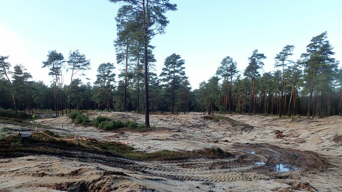 Die Düne am „Großen Sand“ wurde großflächig sehr stark durchforstet und der Oberboden abgetragen, um den LRT 2330 wiederherzustellen