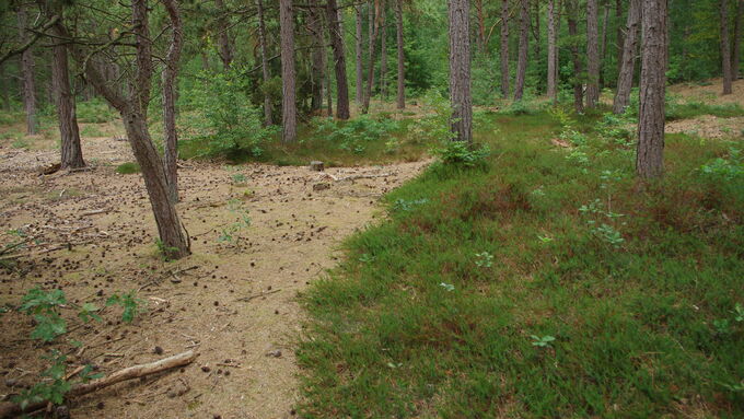 Auf dem Boden des Kiefernforstes finden sich noch Krähenbeerenbestände; dieser Bereich kann entsprechend zum LRT 2320 entwickelt werden