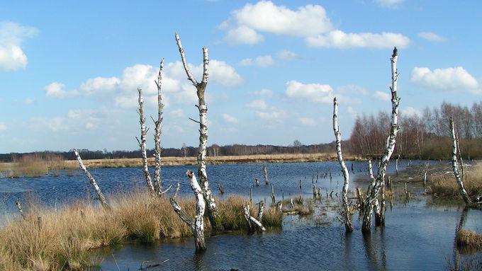 Großes Torfmoor