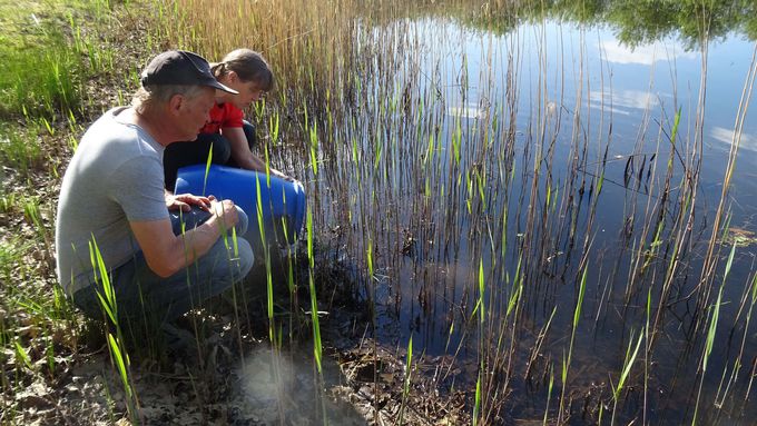 toads released