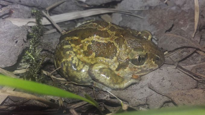 Common spadefoot sitting in the sand