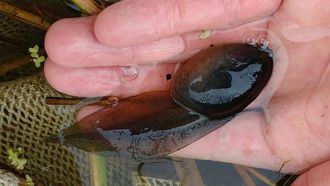 Tadpole on a hand