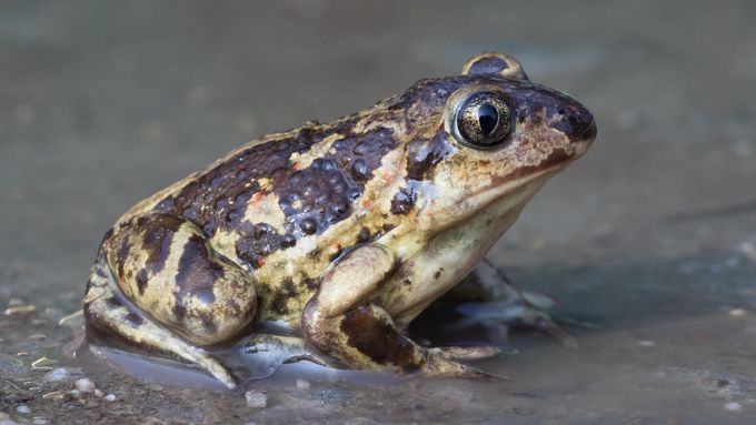 Common spadefoot sitting in the sand