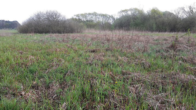 Im Vordergrund liegt eine große Wiese, im Hintergrund eine Baum- bzw- Buschreihe.