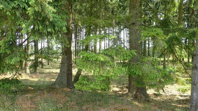 Blick in die Nadelbäume