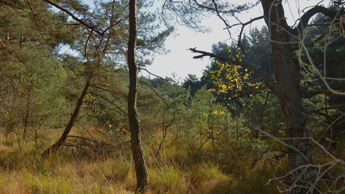 Wild zugewachsenes Moor.