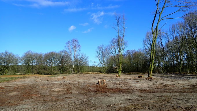 The worked area after the clearing and topsoil removal.