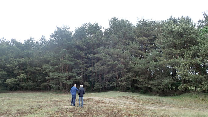 The inland dune with pine trees before the start of works.