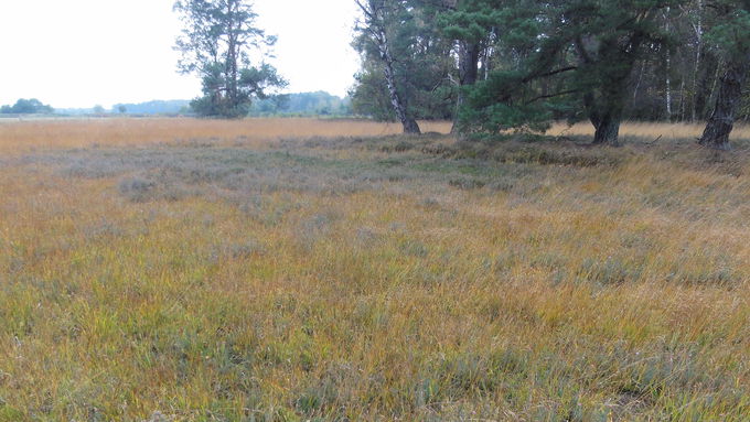 A part of the wet heath before the start of the action in October 2017