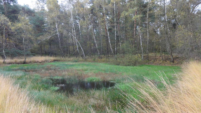 Der östlich gelegene Heideweiher im Oktober 2017