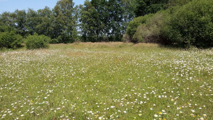 Ein Blütenmeer: der Borstgrasrasen bei Badenstedt im Juni