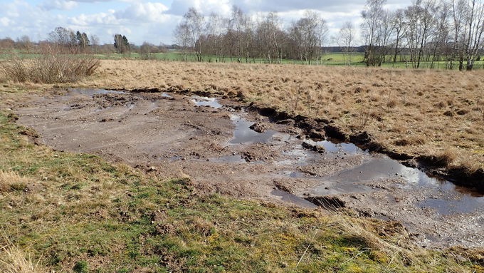 Damit sich der wertvollen Borstgrasrasen durch natürliche Ausbreitung vergrößern kann, wurde auf angrenzenden Flächen der Oberboden inklusive Vegetation abgezogen