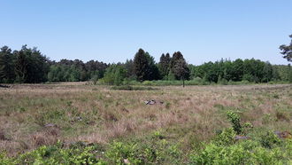 Weitere solcher offenen Heidebereiche sollen durch die Maßnahmen in der Ohligser Heide entstehen.