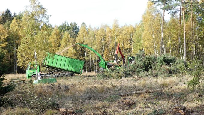 Flächige Rodungen wirken für Laien auf den ersten Blick sehr drastisch und unverhältnismäßig. Sie sind jedoch für den Schutz und Erhalt vieler gefährdeter Arten notwendig.