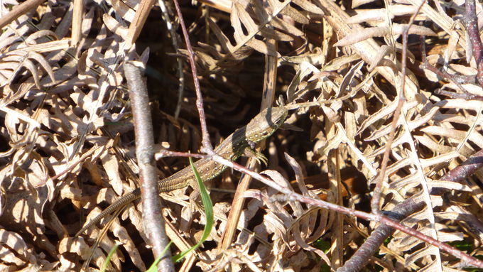 The measures in the nature reserve ‘Thielenbruch und Thurner Wald’ shall benefit the sand lizard, among others.