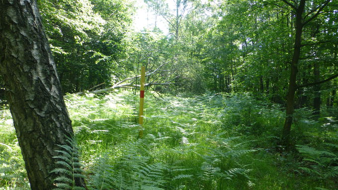 The gas lines running through the area were covered with trees and ferns