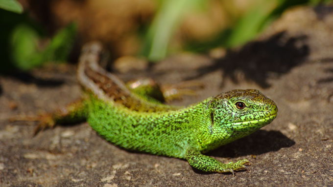 The action in the nature reserve ‘Lichtenhagen’ shall benefit the sand lizard, among others.