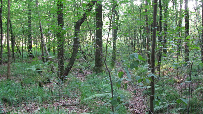 A dense stand of trees characterized the area before the action started