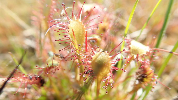 Der Mittlere Sonnentau (Drosera intermedia) im Naturschutzgebiet Schwarzes Meer