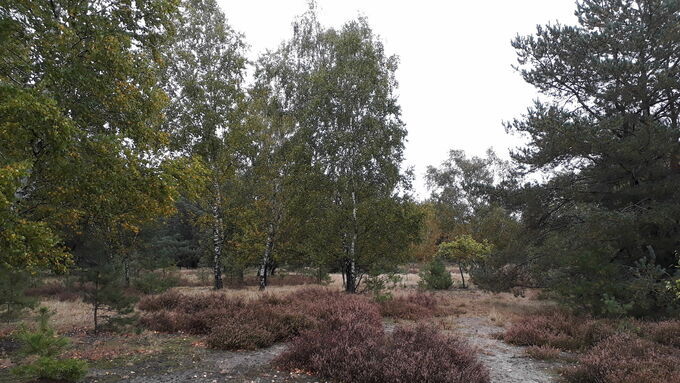 The birch trees were felled in order to re-establish an open area where the heath can continue to spread.
