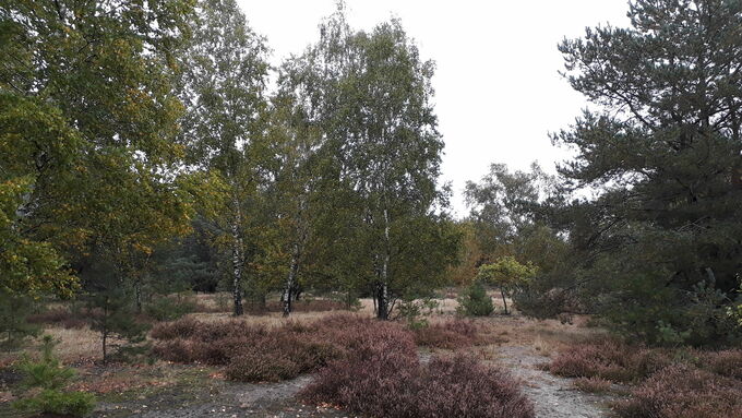 Um hier wieder eine Offenlandfläche herzustellen, in der sich die Heide weiter ausbreiten kann, wurden die Birken gefällt.