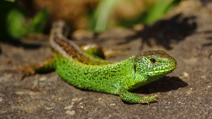 The sand lizzard