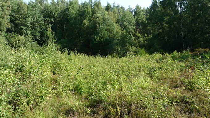 Zustand der Heide vor der Entbuschung.