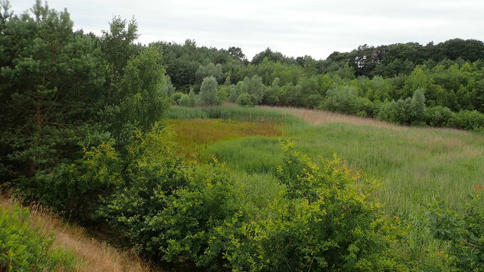 Sand pit Wohlenbeck before the works started: Woody plants and reeds are spreading.