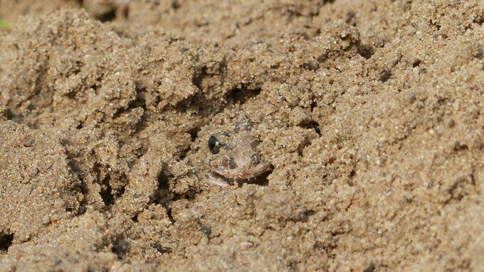 Aufgrund ihrer versteckten Lebensweise sind Knoblauchkröten schwer zu finden. Diese Jungkröte ist gerade dabei, sich nach dem Aussetzen in den Sand einzugraben.