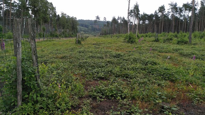 Die Brombeere breitete sich vor Maßnahmenbeginn auf den an die Sandgrube Hassler angrenzenden Flächen stark aus.