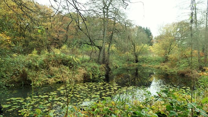 Vor der Maßnahme war der Altarm beschattet, hatte einen hohen Laubeintrag und Flachwasserbereiche fehlten zum großen Teil.