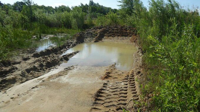 Per Radlader ausgeschobenes Flachgewässer für die Kreuzkröte in der Sandgrube in Aligse