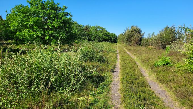 Die Verbuschung entlang des Weges beeinträchtigte die Wuchsstandorte von Arnica montana