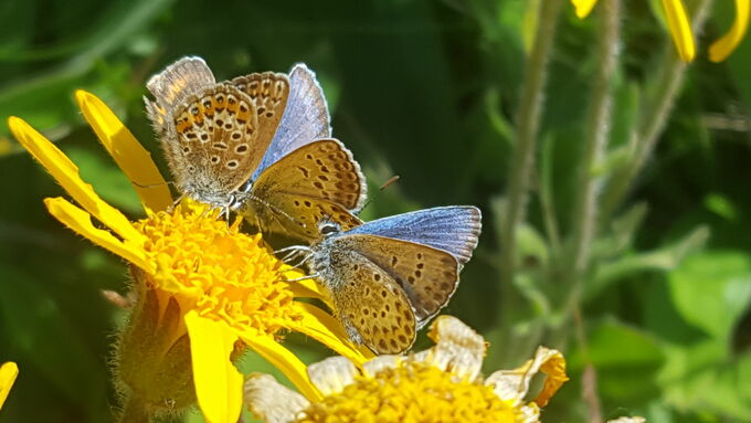 Der Argus-Bläuling (Plebejus argus) ist der typische Bläuling der Heiden und Magerrasen.