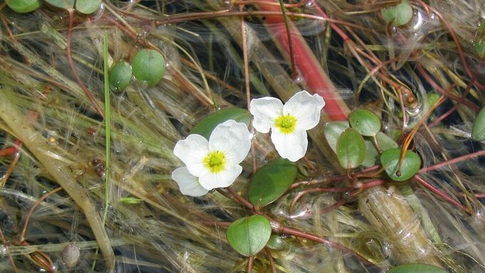 Blüten des Schwimmenden Froschkrauts (Luronium natans)
