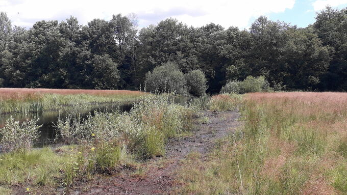 Ansicht der Maßnahmenfläche vor Baubeginn. Rechts des Grabens liegt das vor den schweren Maschinen zu schützende Feuchtgrünland. Am Ufer sind die Weidengebüsche gut erkennbar. Der Schlamm zwischen Grünland und Gebüsch deutet auf die zeitweise sehr hohen Wasserstände auf der Fläche hin.