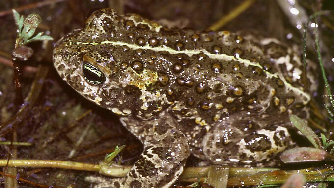 Blüten des Schwimmenden Froschkrauts (Luronium natans)