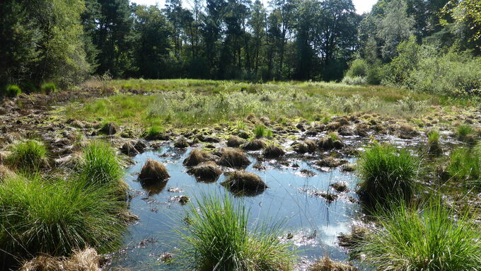 Sommeraspekt vor der Maßnahme (Foto: Niels Ribbrock, Biologische Station Kreis Recklinghausen)
