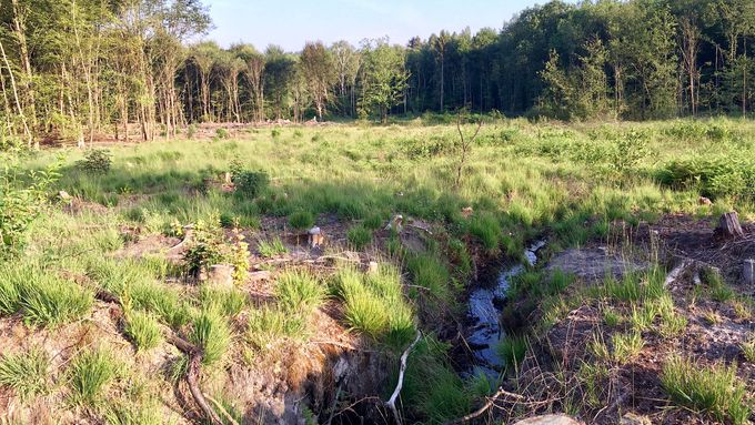 The areas were first cleared by removing trees and shrubs