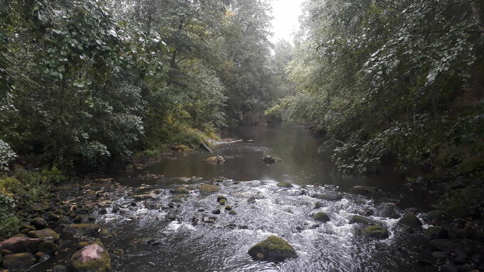 In this area in Latokartanonkoski, a reinroduction project for the freshwater pearl mussel is ongoing.