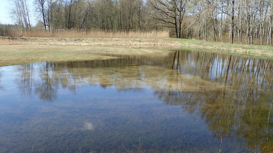 Atlantic Sandscapes Conservation of spadefoot toad spawning waters