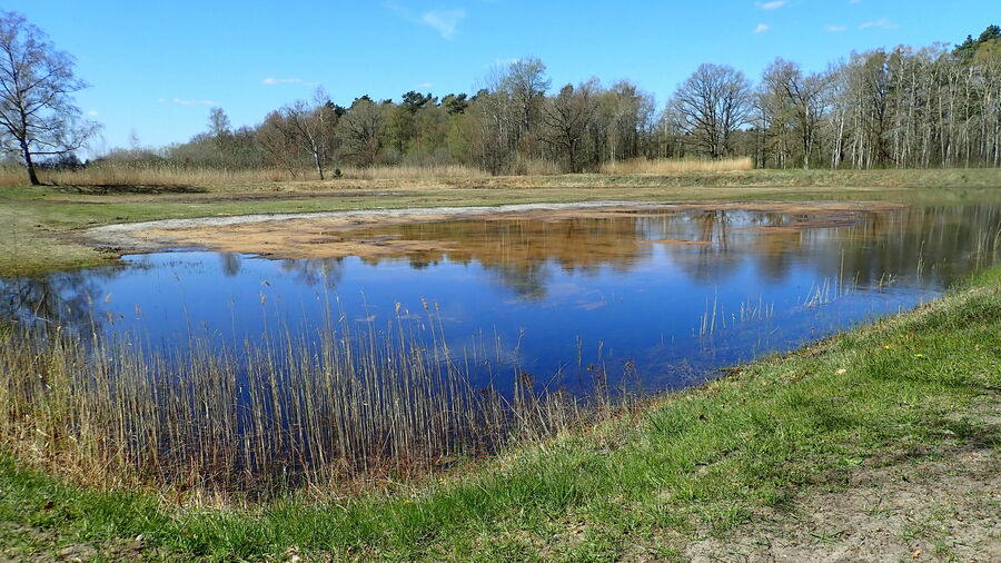 Atlantic Sandscapes Conservation of spadefoot toad spawning waters
