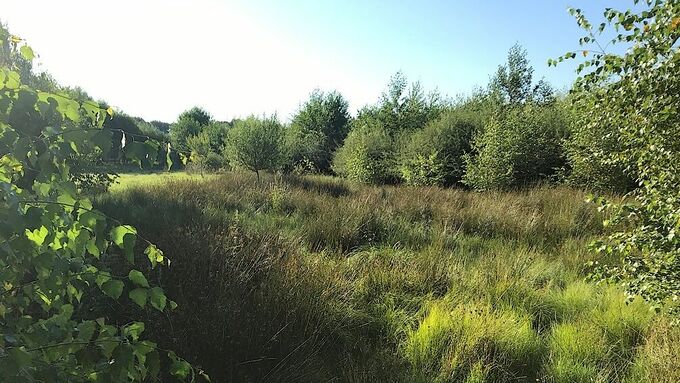 Still open, rush-rich wet meadow with water ragwort