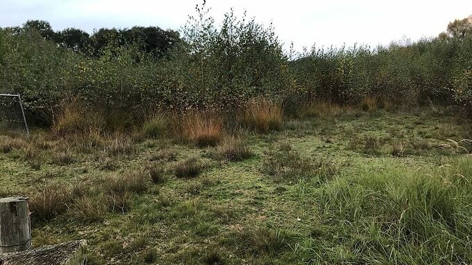 Heavily overgrown areas in the centre of the nature reserve ‘Feuchtwiese Kröner’.