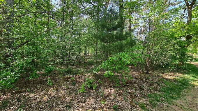 One of the two forested areas before the start of the works