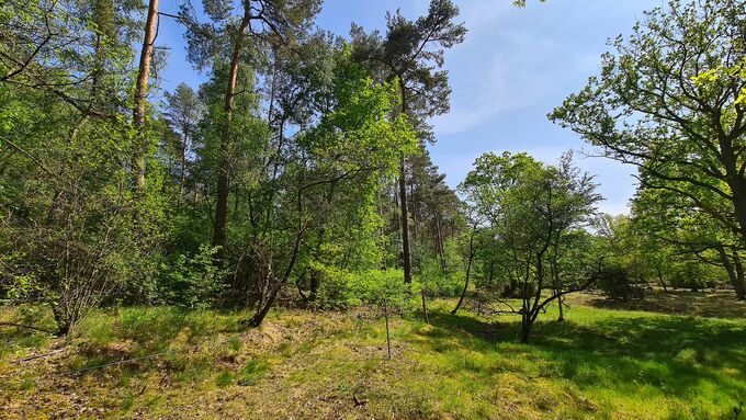 The second sub-area also had heavy vegetation before.