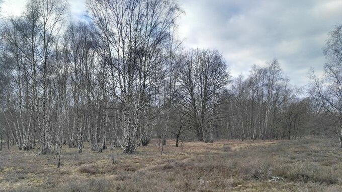 Overgrown habitat type areas before the start of the works