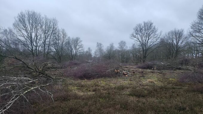 Clearing of woody plants